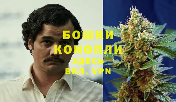 сатива Магадан
